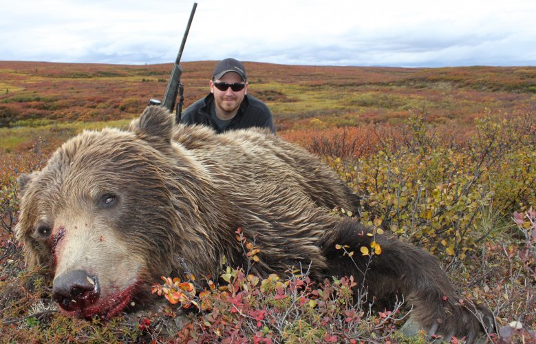 Bear shot between the eyes.JPG Bear shot between the eyes.JPG