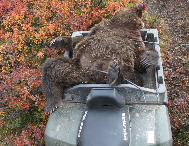 Bear in the bucket 1.JPG