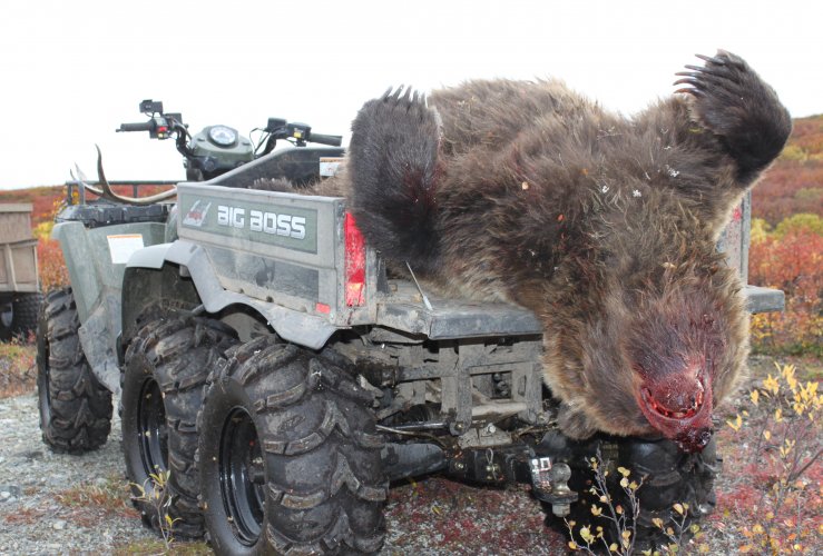 Bear in the bucket 2.JPG Bear in the bucket 2.JPG