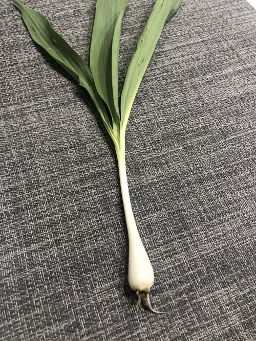 tempImageuWGMCr.jpg tempImageuWGMCr.jpg