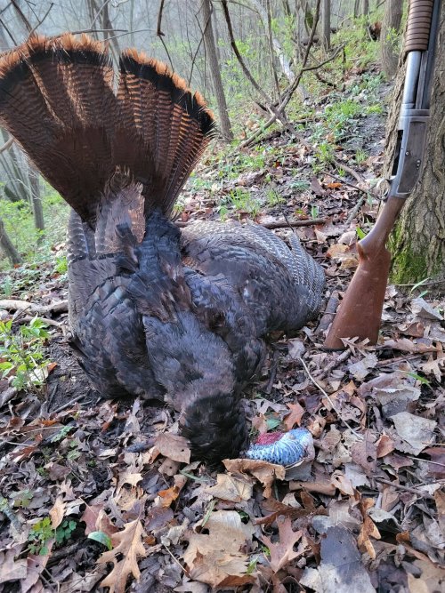 20220504 Turkey 4th season as it lay with Winchester.jpg