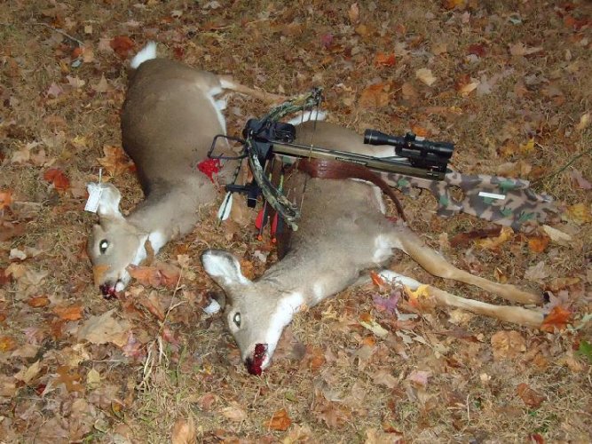 deer X 2.JPG