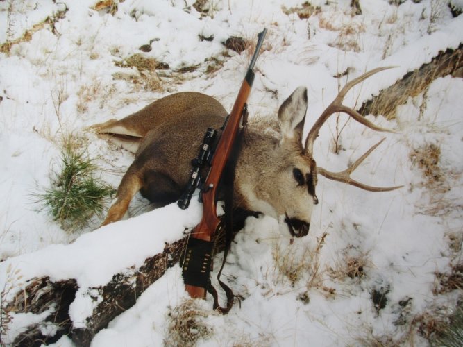 big muley .308.JPG big muley .308.JPG