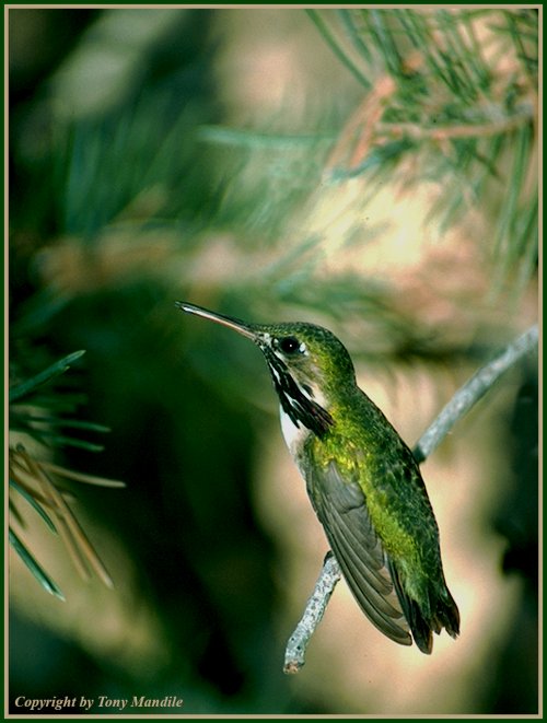 Hummer3.jpg Hummer3.jpg