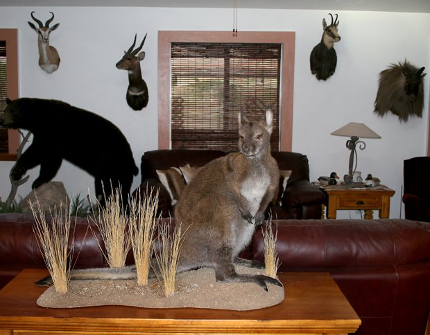 wallaby1opt.jpg wallaby1opt.jpg