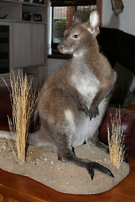 wallaby2opt.jpg wallaby2opt.jpg