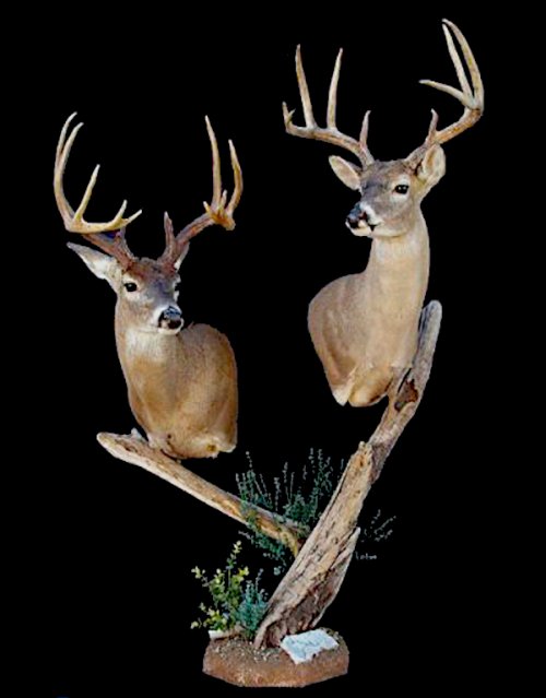 txbucks.jpg txbucks.jpg