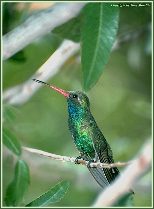 Hummer2.jpg Hummer2.jpg