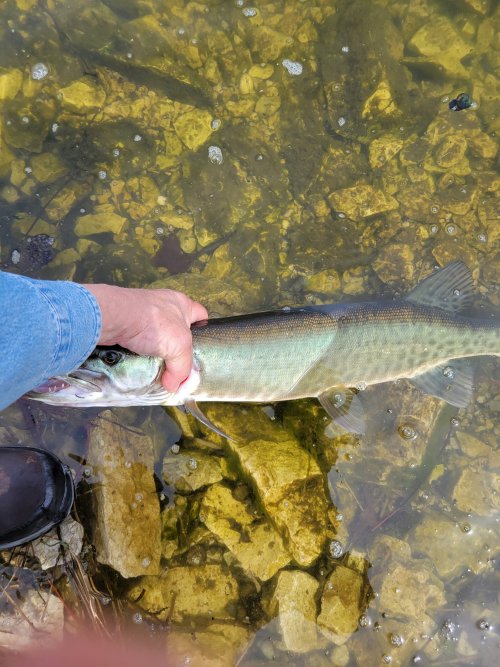 20220506 First Musky.jpg 20220506 First Musky.jpg