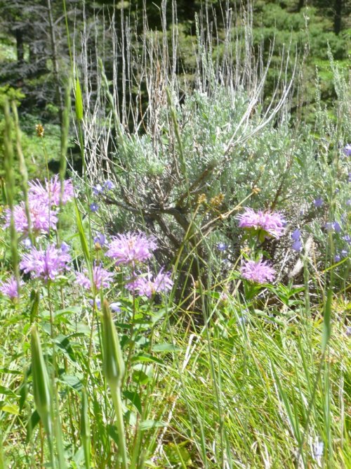 Wild flowers and sage.JPG