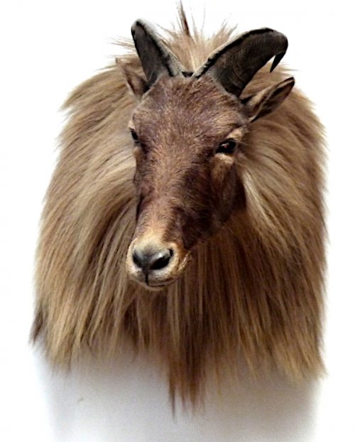 tahr3.JPG