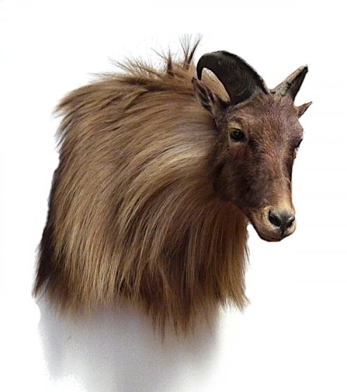 tahr.JPG