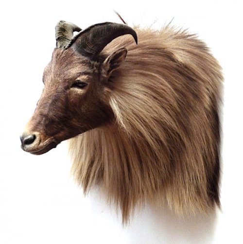 tahr2.JPG