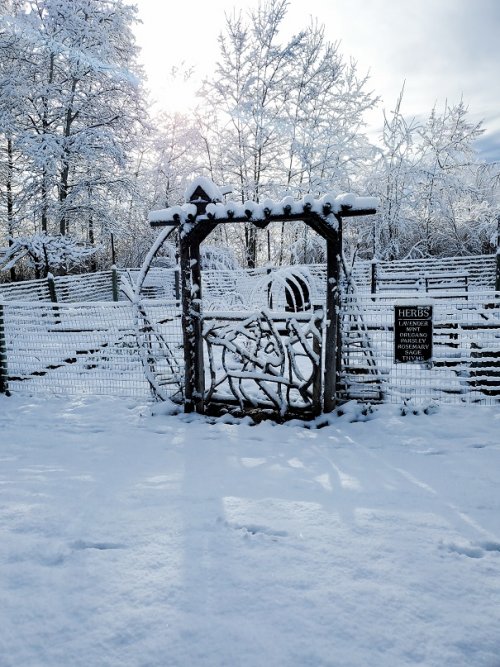 snowy trellis.jpg