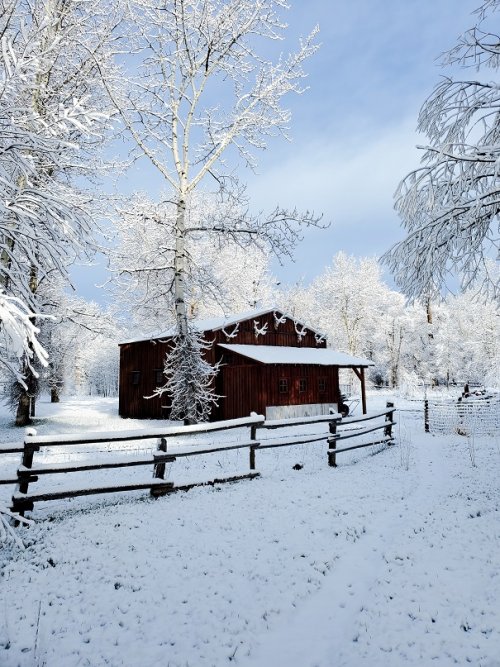 snowy antlers.jpg