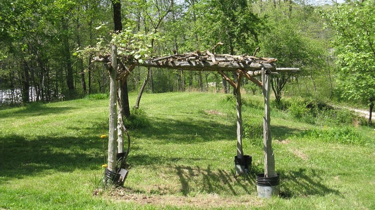 Grape arbor_5025.jpg