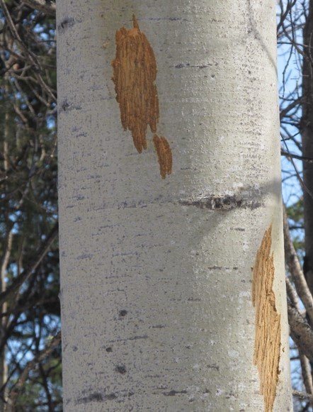 Winter_Kill_Aspen_Bark.jpg