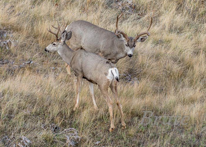 Muley September 2019 a-1351.JPG