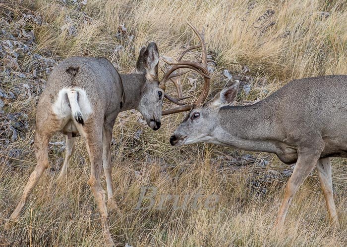 Muley September 2019 a-1367.JPG