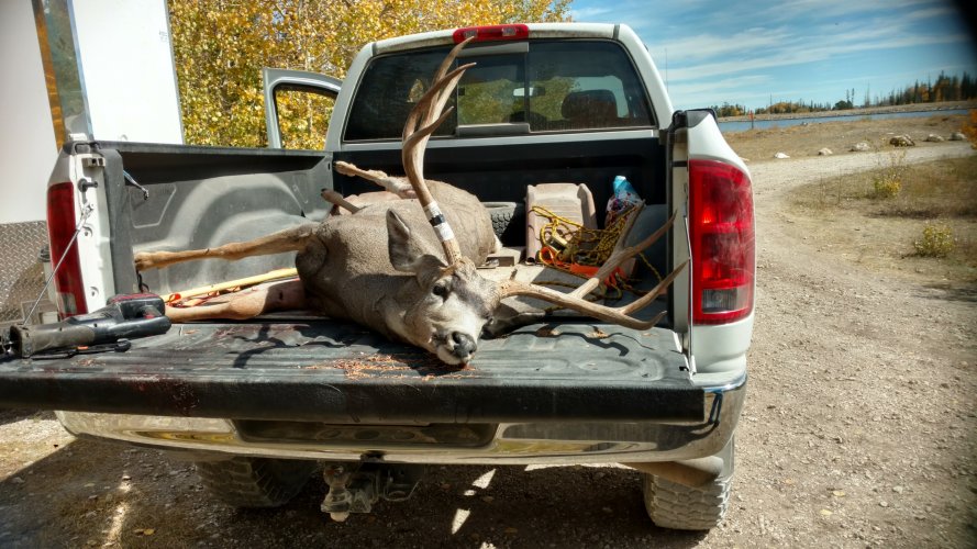 2018 utah deer back of truck.jpg