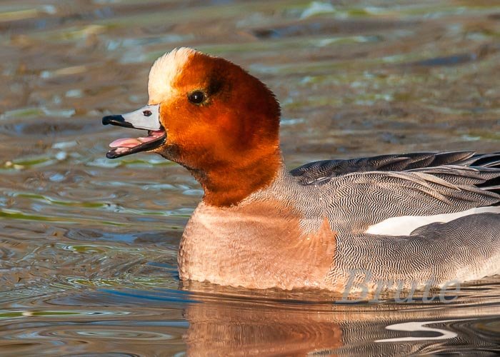 Eurasian Widgeon March 2014 a-5773.JPG