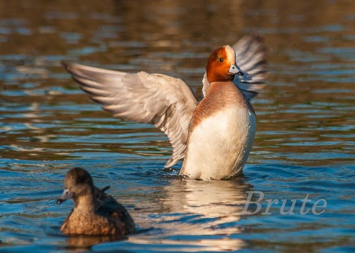 Eurasian Widgeon March 2014 a-5730.JPG