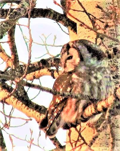 backyard_boreal_owl.jpg