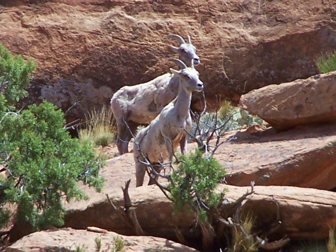 desert bighorn pair.JPG