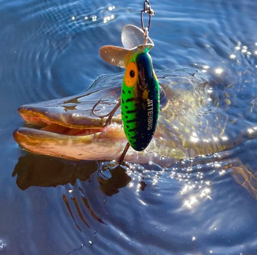 Jitterbug on a small lake