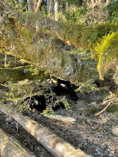 7405A0F7-C8DB-41DB-8392-3BA1B1793743.JPG 7405A0F7-C8DB-41DB-8392-3BA1B1793743.JPG