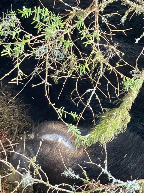 E2E3E687-7840-407B-8748-98F0E1350E2A.JPG E2E3E687-7840-407B-8748-98F0E1350E2A.JPG