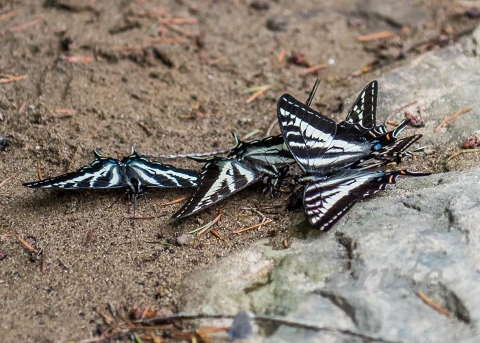 Swallowtail  June 2022 a-9359.JPG