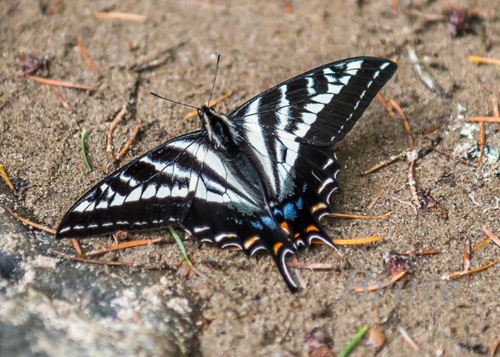 Swallowtail  June 2022 a-9366.JPG