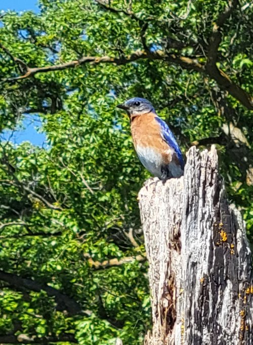 20220603 Bluebird while fishing on Brushy Creek.jpg