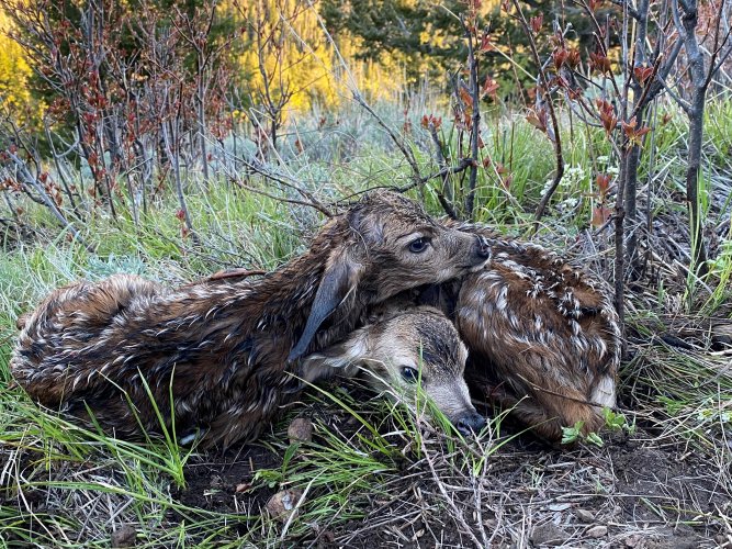 fawns.jpg