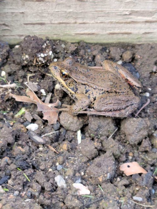 Garden helper II 6.12.22.jpg