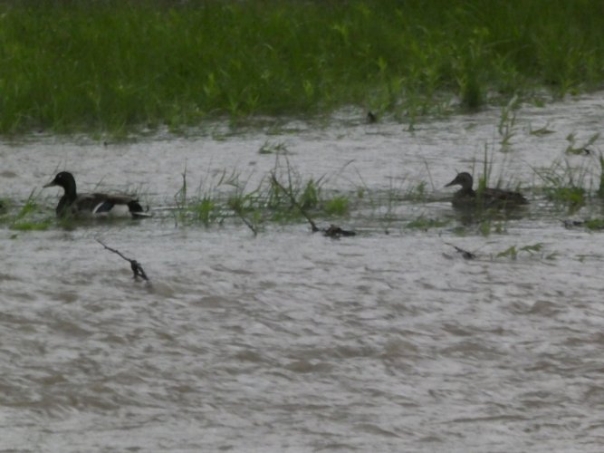 Happy ducks.JPG