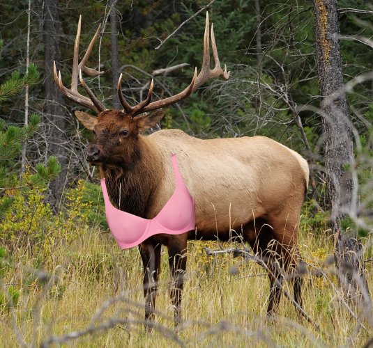 1200px-Jasper.Wapiti-Hirsch.P1033401.jpg 1200px-Jasper.Wapiti-Hirsch.P1033401.jpg