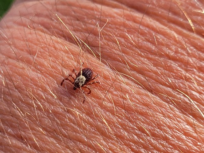 tick.jpg