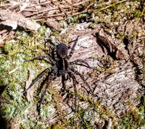 Wolf Spider.jpg Wolf Spider.jpg