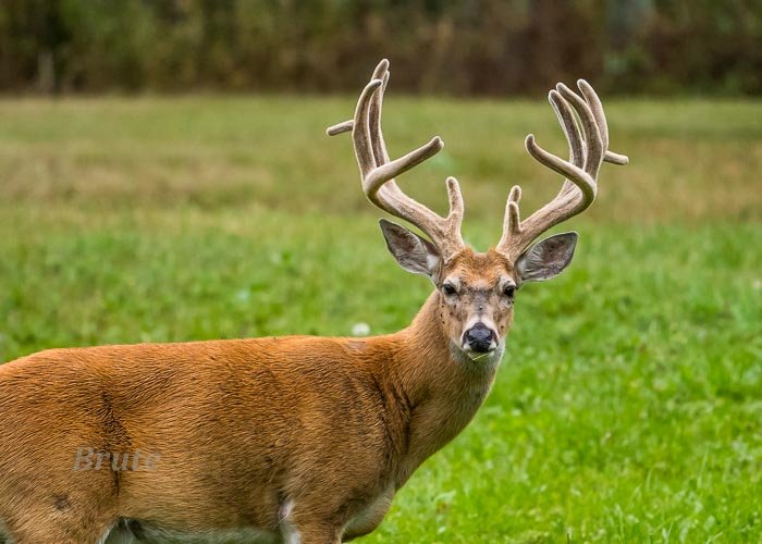 Velvet Whitetail August 2021 a-6431.JPG