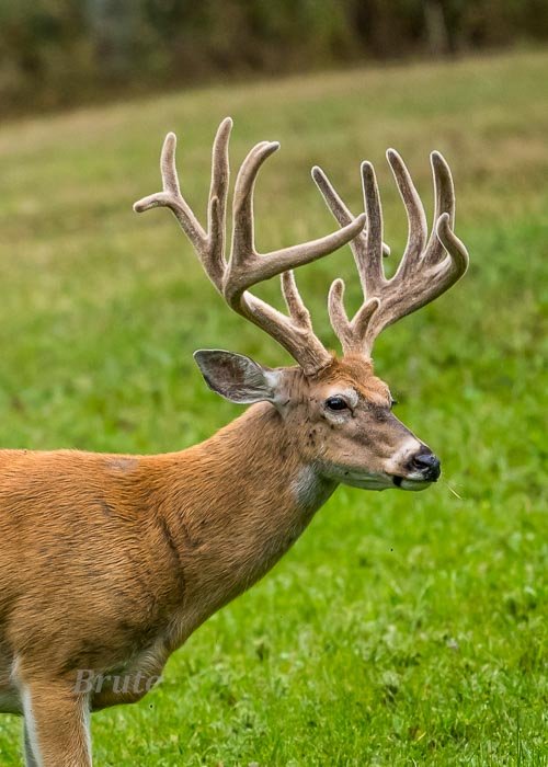 Velvet Whitetail August 2021 a-6405.JPG