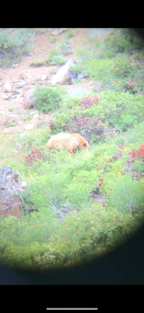 bear 1.png bear 1.png