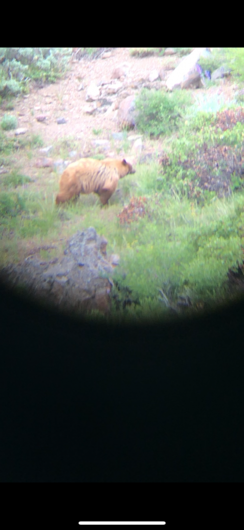 bear 2.png bear 2.png