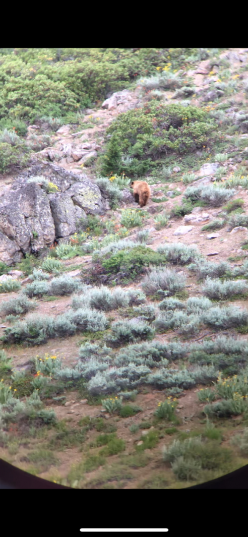 bear 3.png bear 3.png