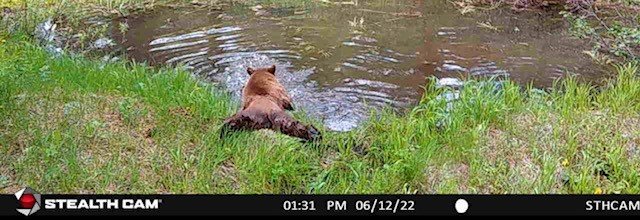 bear1.jpg bear1.jpg