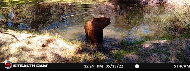 bear 2.jpg bear 2.jpg