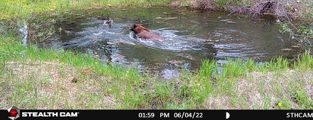 bear 3.jpg bear 3.jpg