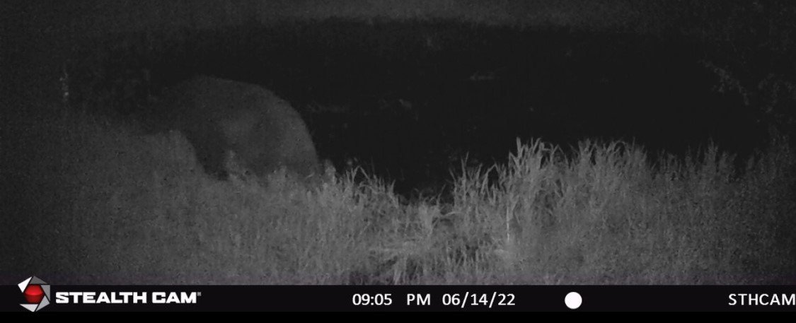 bear 4.jpg bear 4.jpg