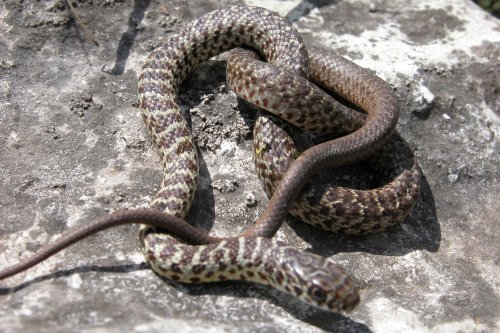 Eastern-Yellow-Bellied-Racer-Juvenile.jpg